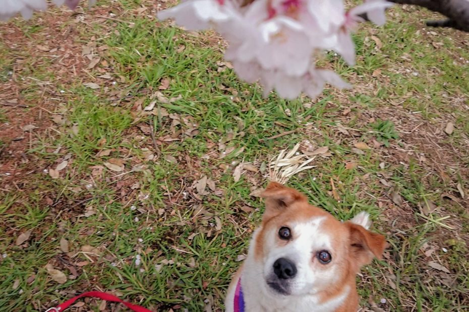 桜越しのひな