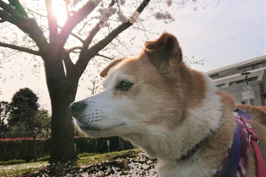 桜と夕日とひな