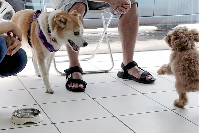 ひなに仕掛けるマルプー