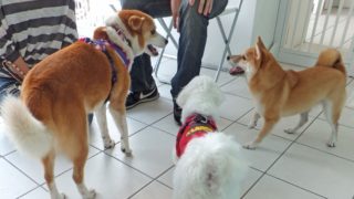 ひな、シバ、マルチーズ