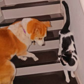 階段ですれ違う猫とひな
