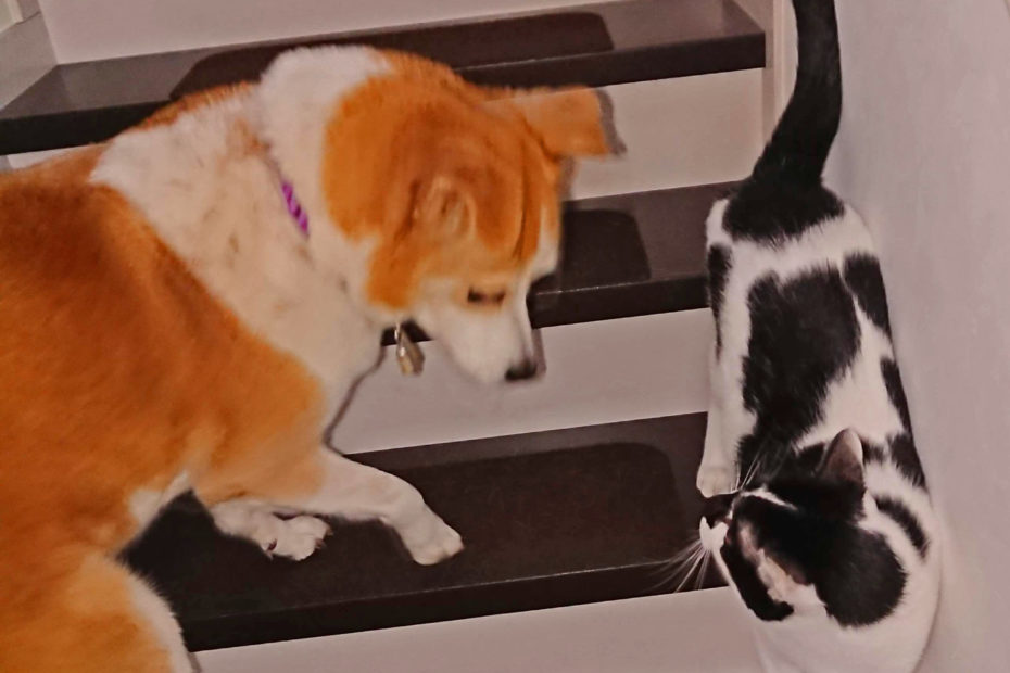 階段ですれ違う猫とひな