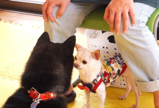 さらにチワワをイラつかせるシバ