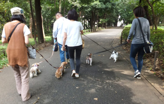 4頭まとまって散歩中