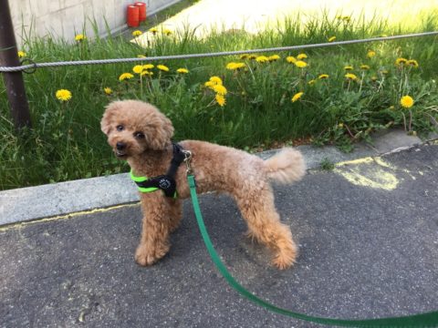 お花と一緒に記念撮影