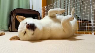 歯みがきトレーニング