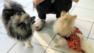 犬によるマナー講習会？！