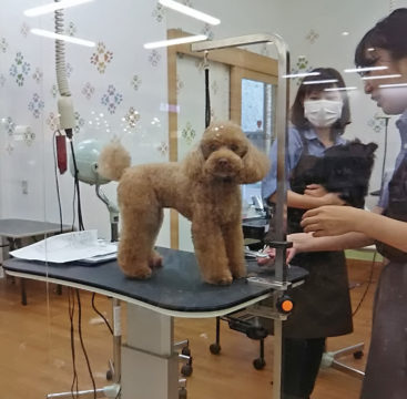 トリミング中