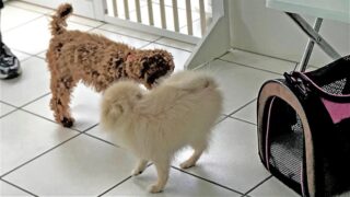 パピーたちの？！グループレッスン