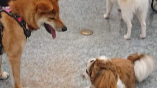 見つめ合うシーズーとシバ