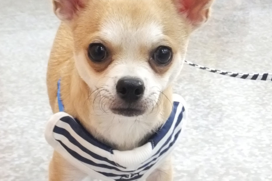 チワワ