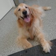 スケボーに手を掛けるゴールデン