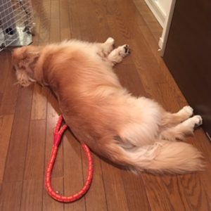 疲れて寝ているゴールデン