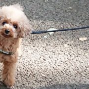 お散歩中のトイプー