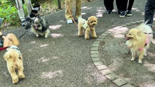 お散歩練習会を開催しました