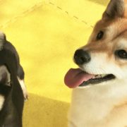 シバ2頭