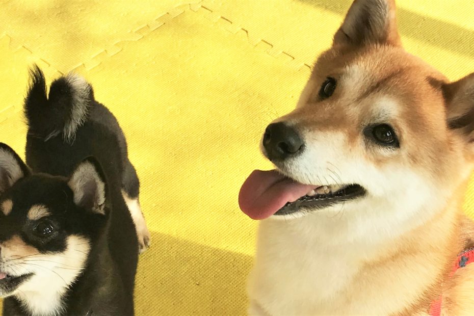 シバ2頭