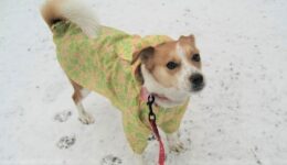 初❆ 雪⛄