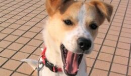 あくびが伝染 🥱