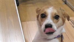⚡のち、初看板犬✨