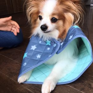 パピヨン
