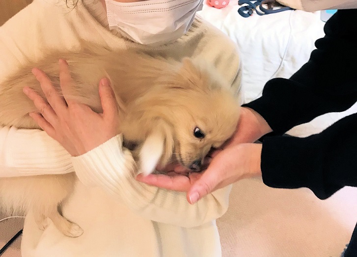 お疲れモードのポメ