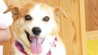 笑顔のひな