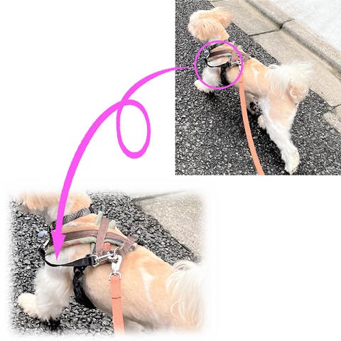 リリーフリードを装着したシーズー