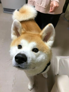 上を見上げる秋田犬