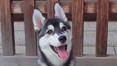 笑顔のハスキー