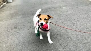 『お客様の声』を更新しました