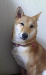 シバ