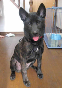 甲斐犬