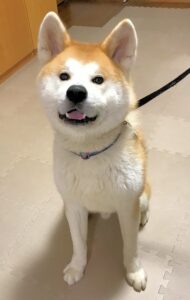 笑顔の秋田犬