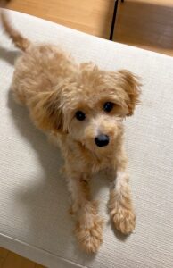 チワプー
