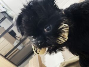 ガムを咥えたベルジアン・グリフォン